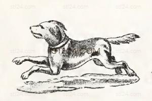 ANIMAL_0137